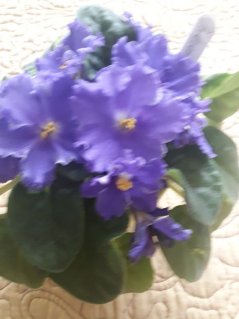  - A Violele de colectie