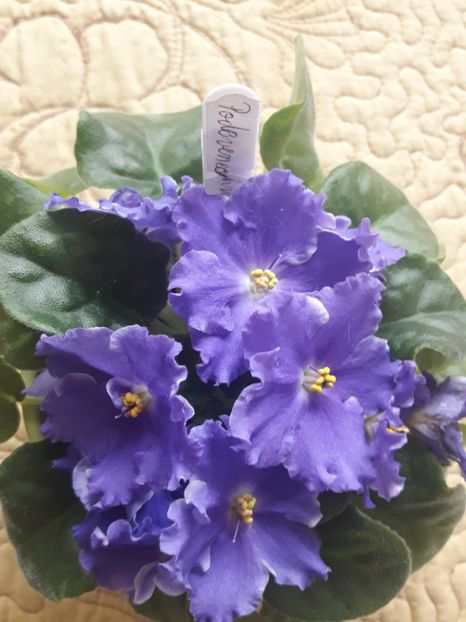  - A Violele de colectie