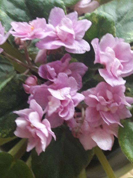  - A Violele de colectie