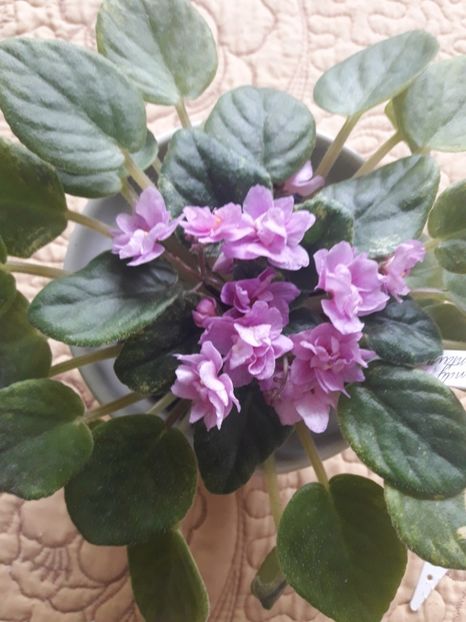  - A Violele de colectie