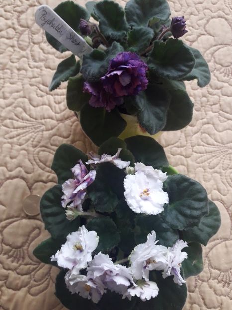  - A Violele de colectie