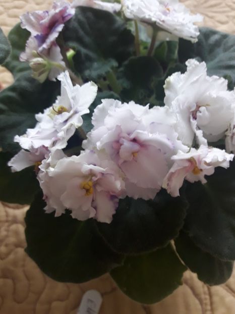  - A Violele de colectie