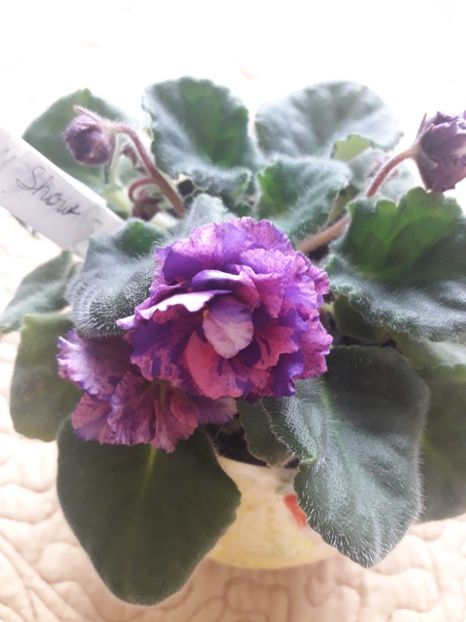  - A Violele de colectie