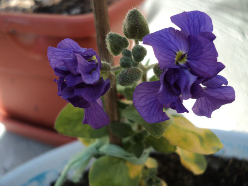 Aubrieta cu floarea batuta. Prima inflorire - Primavara