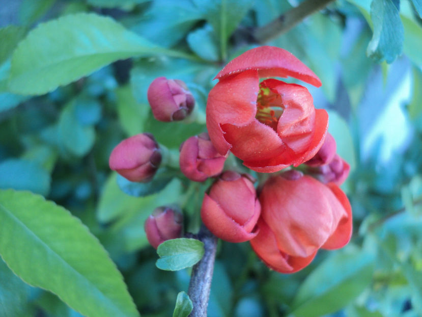 Chaenomeles japonica - gutui japonez - Primavara