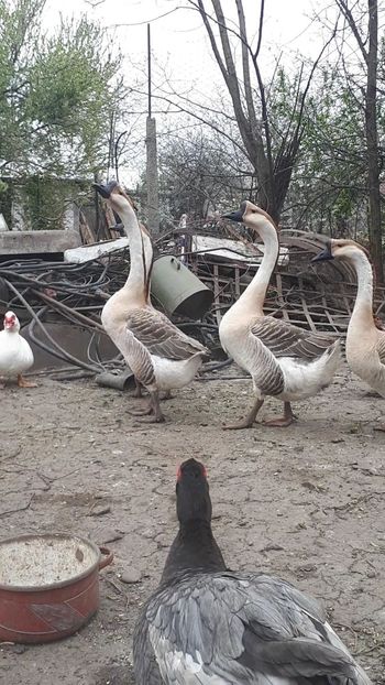 Frati buni - 99 Al 2-lea fiu chinezesc din neamt