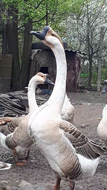 VideoCapture_20190414-202401 - Gaste chinesesti 16 aprilie 2019
