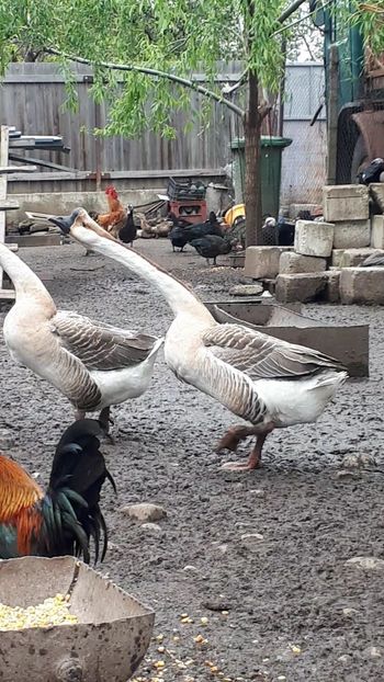 VideoCapture_20190414-203551 - Gaste chinesesti 16 aprilie 2019