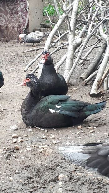 VideoCapture_20190414-203845 - Rațe 16 aprilie 2019