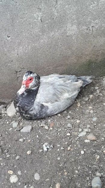VideoCapture_20190414-203838 - Rațe 16 aprilie 2019
