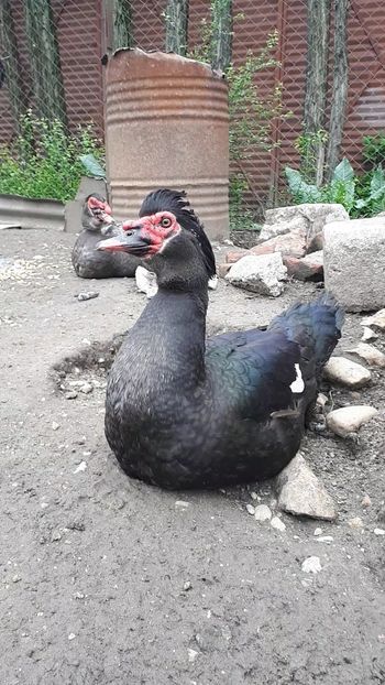 VideoCapture_20190414-203649 - Rațe 16 aprilie 2019