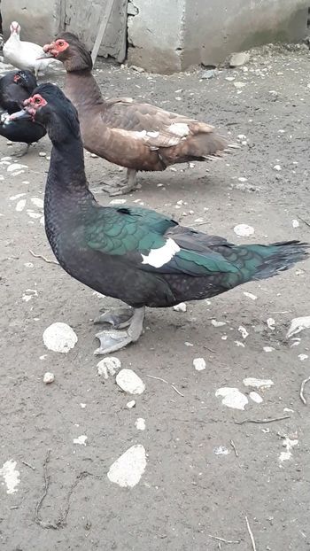 VideoCapture_20190414-204041 - Rațe 16 aprilie 2019