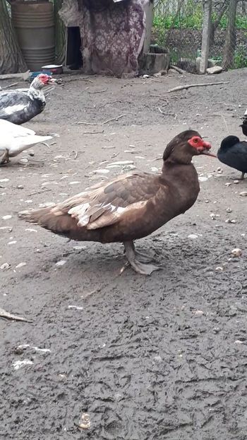 VideoCapture_20190414-204031 - Rațe 16 aprilie 2019