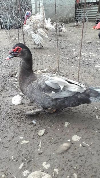 VideoCapture_20190414-203630 - Rațe 16 aprilie 2019