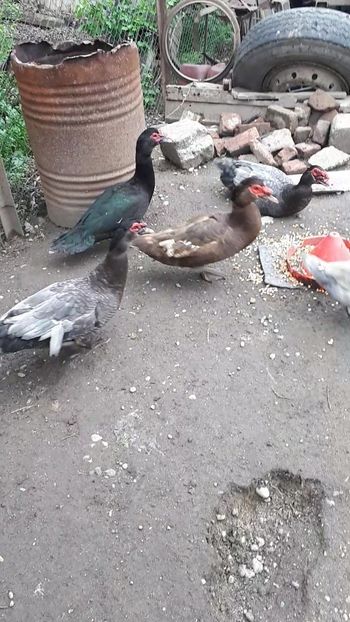 VideoCapture_20190414-204013 - Rațe 16 aprilie 2019
