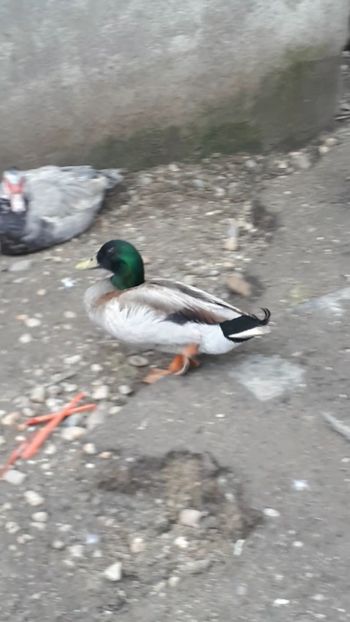 VideoCapture_20190414-203729 - Rațe 16 aprilie 2019