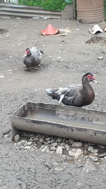 VideoCapture_20190414-204121 - Rațe 16 aprilie 2019