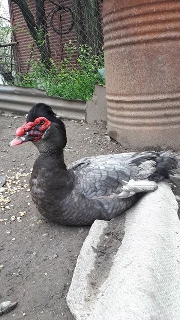 VideoCapture_20190414-203720 - Rațe 16 aprilie 2019