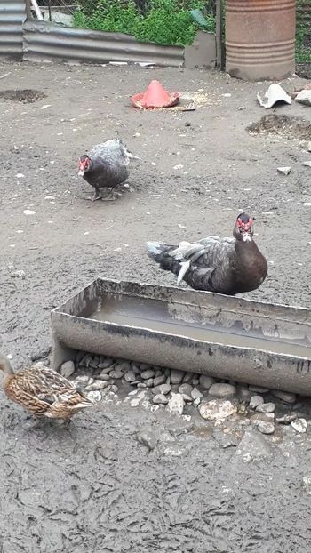 VideoCapture_20190414-204119 - Rațe 16 aprilie 2019