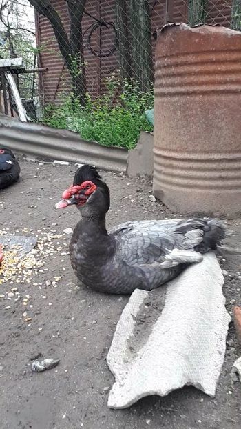 VideoCapture_20190414-203718 - Rațe 16 aprilie 2019