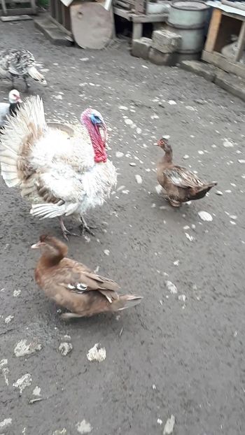 VideoCapture_20190414-204114 - Rațe 16 aprilie 2019