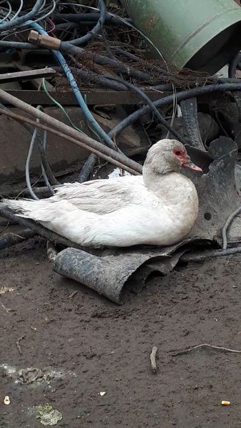 VideoCapture_20190414-204105 - Rațe 16 aprilie 2019