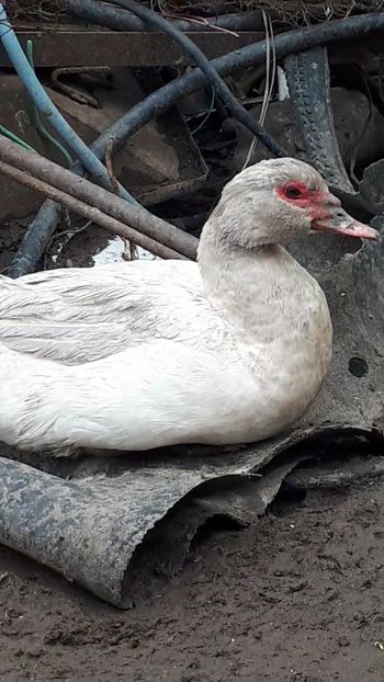 VideoCapture_20190414-204104 - Rațe 16 aprilie 2019