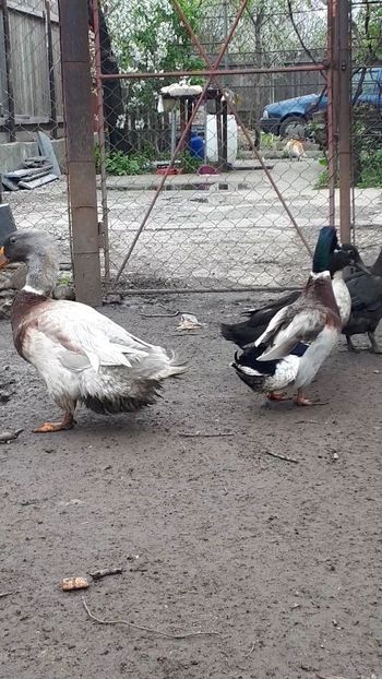 VideoCapture_20190414-203415 - Rațe 16 aprilie 2019