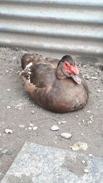 VideoCapture_20190414-203805 - Rațe 16 aprilie 2019