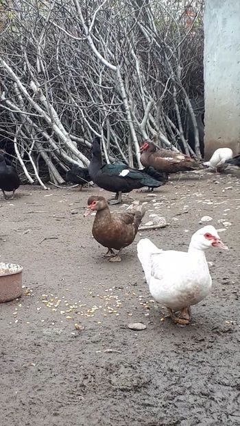 VideoCapture_20190414-204152 - Rațe 16 aprilie 2019