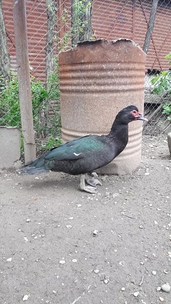 VideoCapture_20190414-203758 - Rațe 16 aprilie 2019