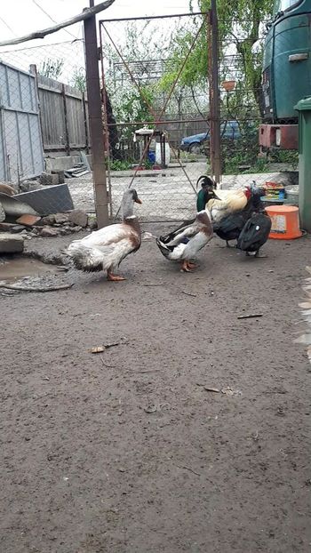 VideoCapture_20190414-203401 - Rațe 16 aprilie 2019