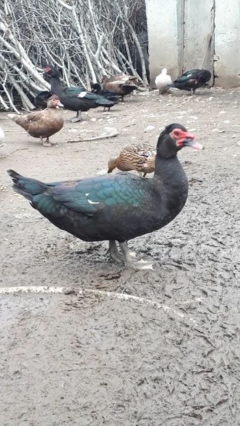 VideoCapture_20190414-204141 - Rațe 16 aprilie 2019