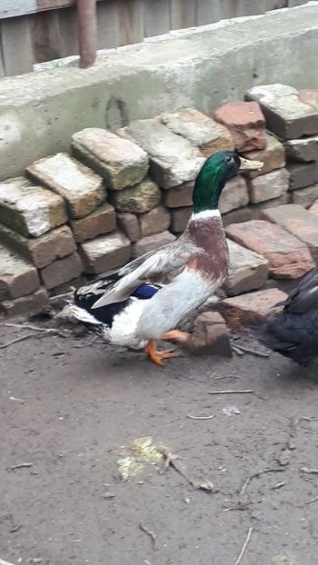 VideoCapture_20190414-203355 - Rațe 16 aprilie 2019
