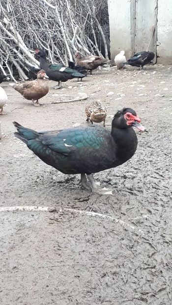 VideoCapture_20190414-204127 - Rațe 16 aprilie 2019