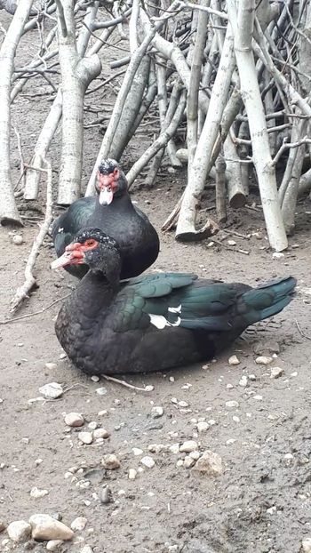 VideoCapture_20190414-203734 - Rațe 16 aprilie 2019