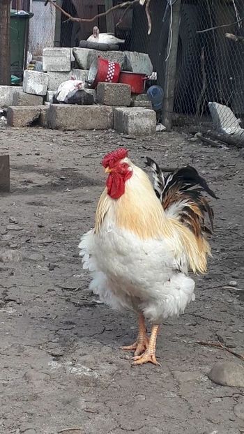 VideoCapture_20190330-194457 - Cocosi de curte