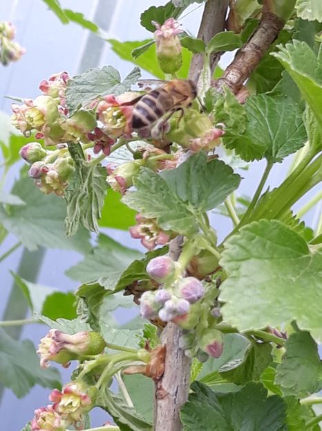  - Gradina mea 2019