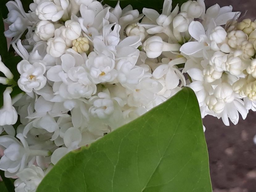  - Gradina mea 2019