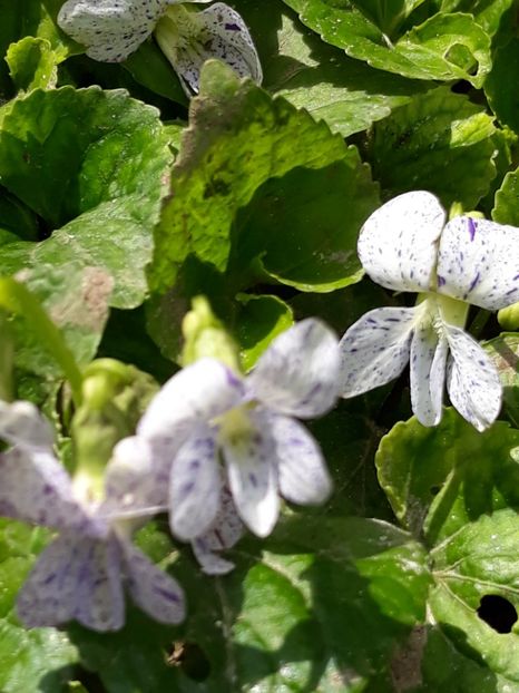  - Gradina mea 2019