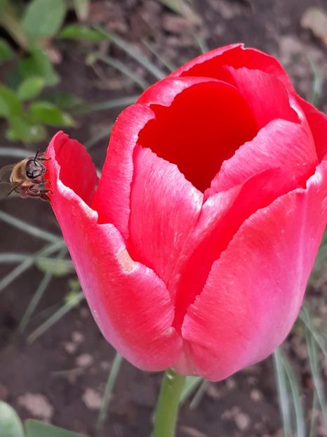  - Gradina mea 2019