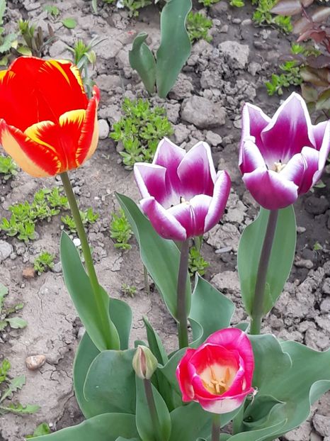  - Gradina mea 2019