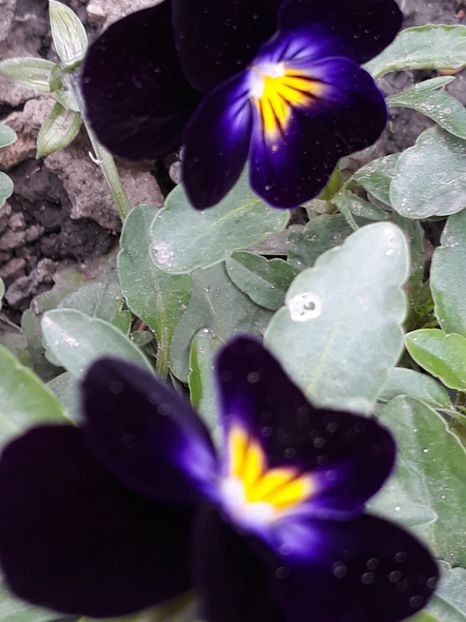  - Gradina mea 2019