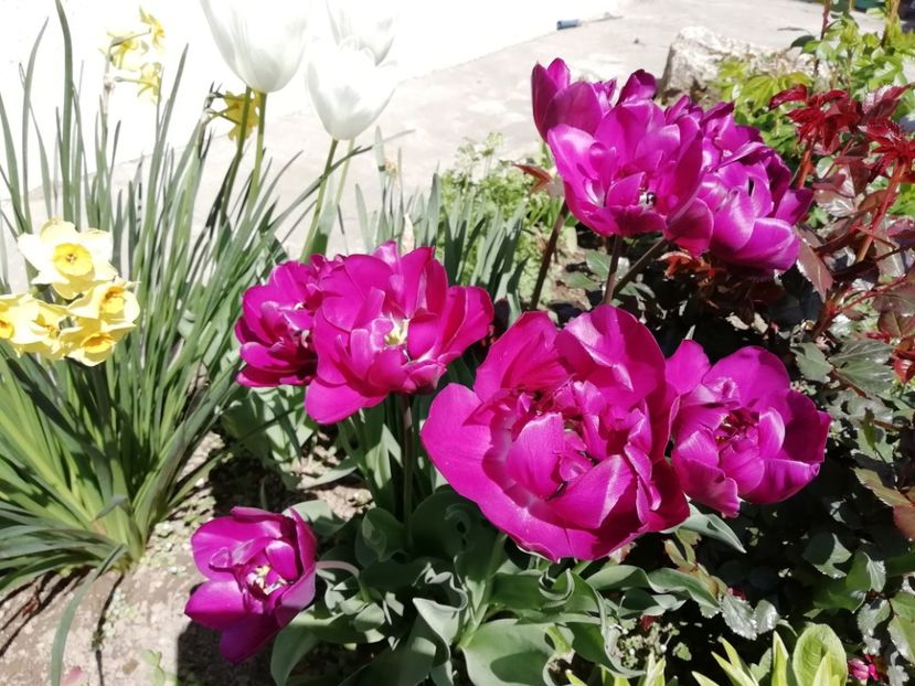 16.04 - gradina 2019