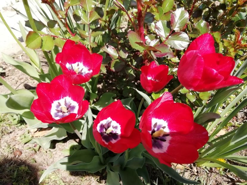 16.04 - gradina 2019