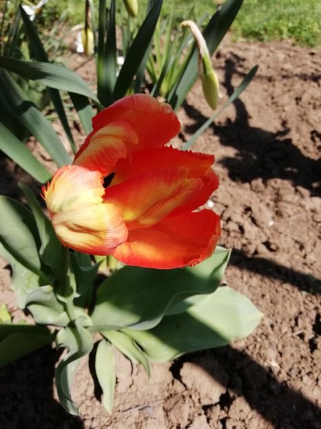 16.04 - gradina 2019