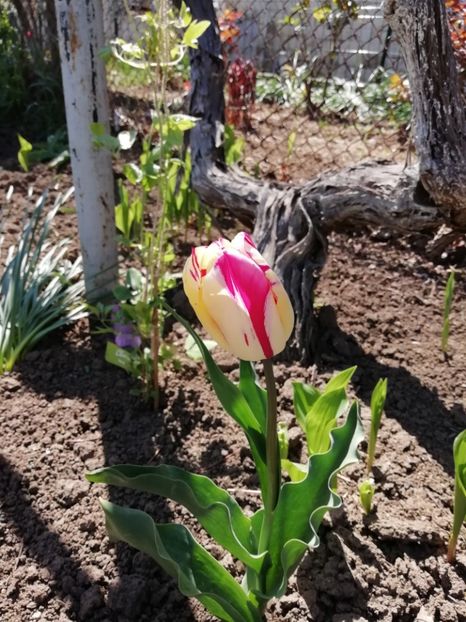 16.04 - gradina 2019