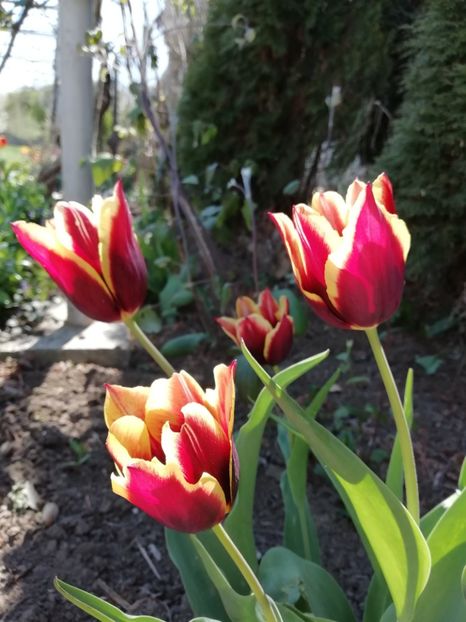 16.04 - gradina 2019