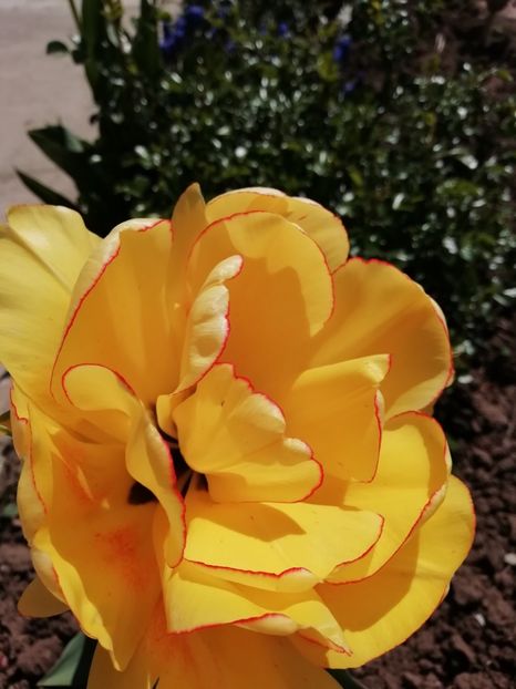 16.04 - gradina 2019