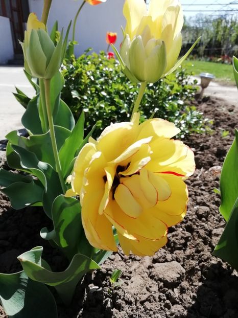 16.04 - gradina 2019